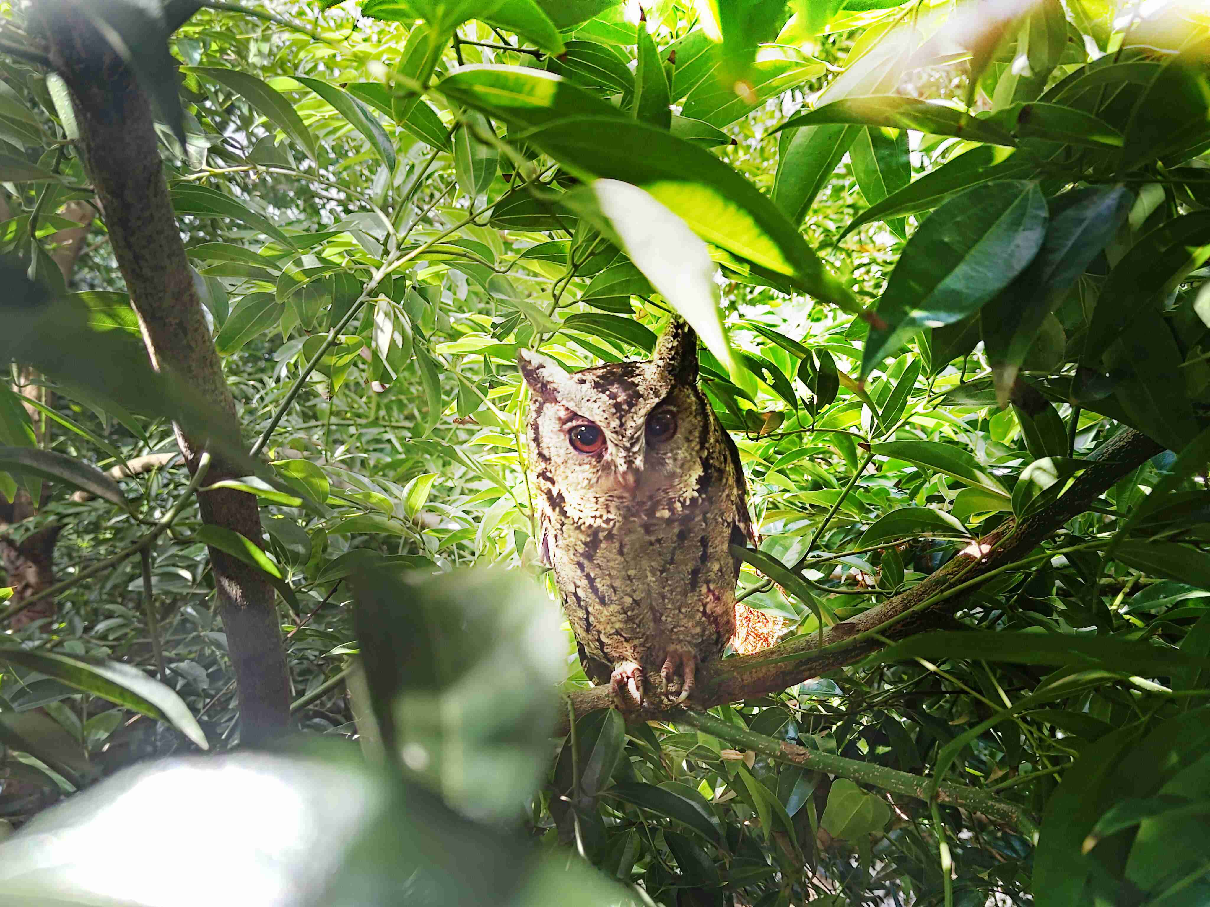 欧陆注册致力提倡净零绿生活，，16年以来在全球各厂区植树逾百万棵，，，造就各厂区树木蔚然成林，，，，犹如森林工厂，，，成为许多生物的栖息地